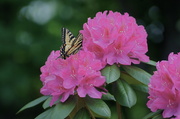 24th May 2013 - Butterfly on the Rhodies
