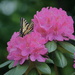 Butterfly on the Rhodies by rob257