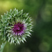 Thistle by lstasel