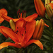 Asiatic Lilies by lstasel