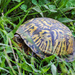Eastern Box Turtle by lstasel