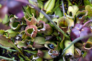 30th May 2013 - Carnivorous Plant of the New Jersey Pine Barrens