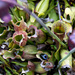 Carnivorous Plant of the New Jersey Pine Barrens by hjbenson