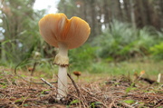 30th May 2013 - fungi