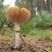 fungi by rustymonkey