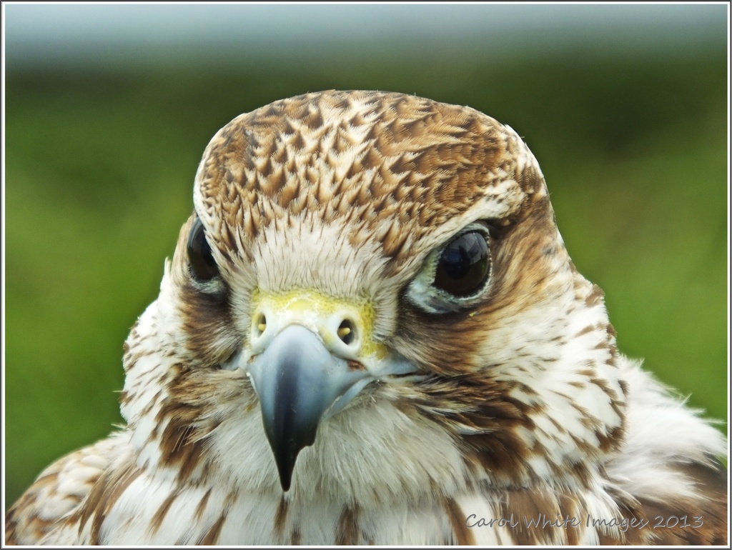 Saker Falcon by carolmw