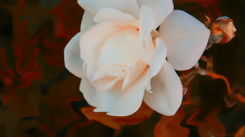 Leica Rose  by jgpittenger