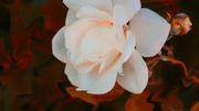 7th Jun 2013 - Leica Rose 