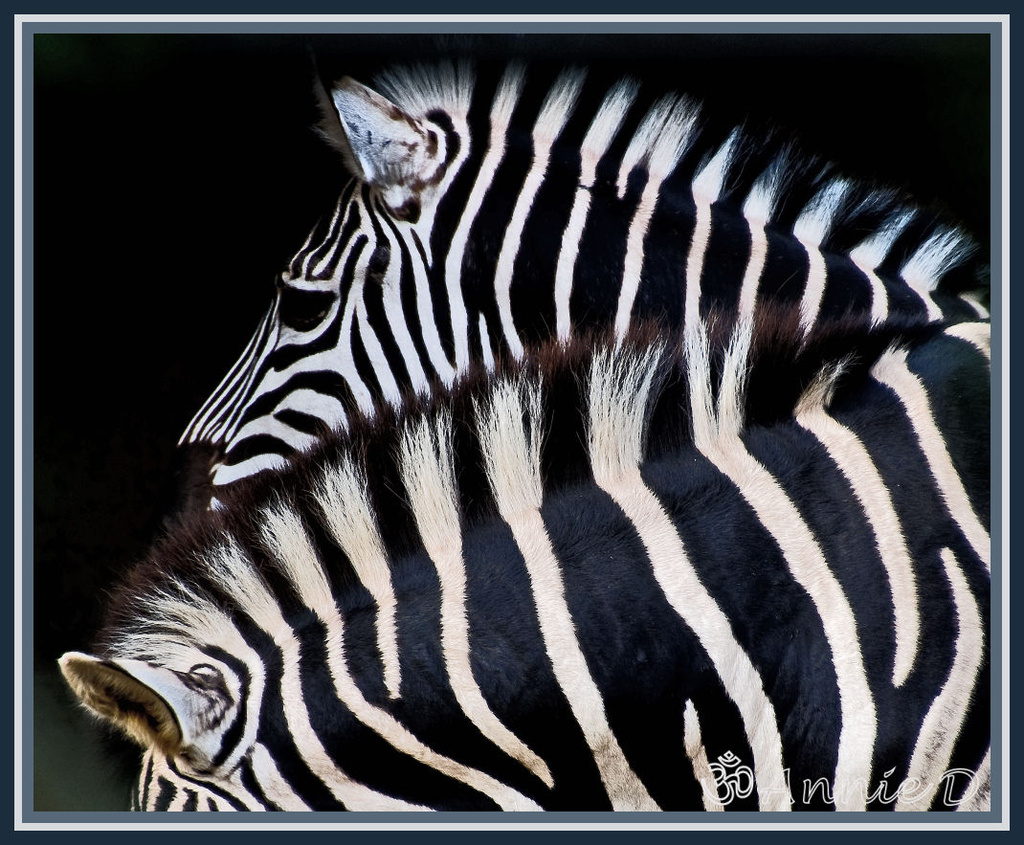 Look! Two Zebra but only one Photo - hahahaha by annied
