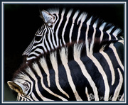 19th May 2013 - Look! Two Zebra but only one Photo - hahahaha