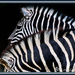 Look! Two Zebra but only one Photo - hahahaha by annied