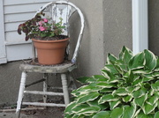 7th Jun 2013 - Day 3 - Plant on Old Chair