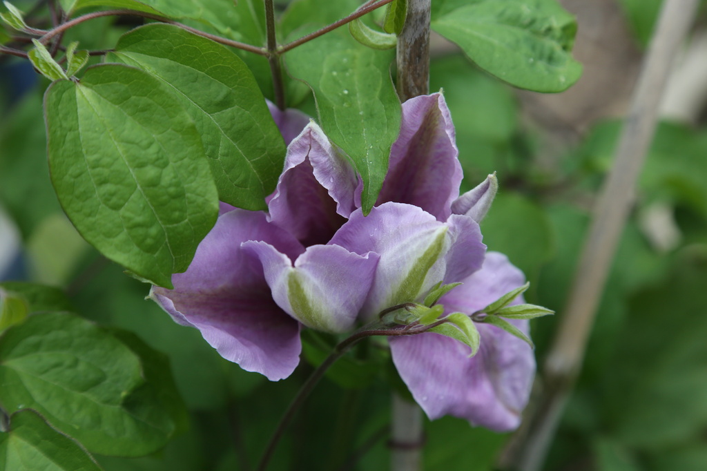 Clematis after a brief shower by padlock