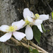 Clematis climbing the old apple tree by padlock