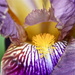 Iris by daffodill