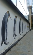 6th Jun 2013 - #161 Trinity penguins