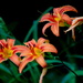 Orange Day Lilies by vernabeth