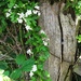 Hawthorn in flower  by beryl