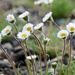Tiny Wild Flowers by lynne5477