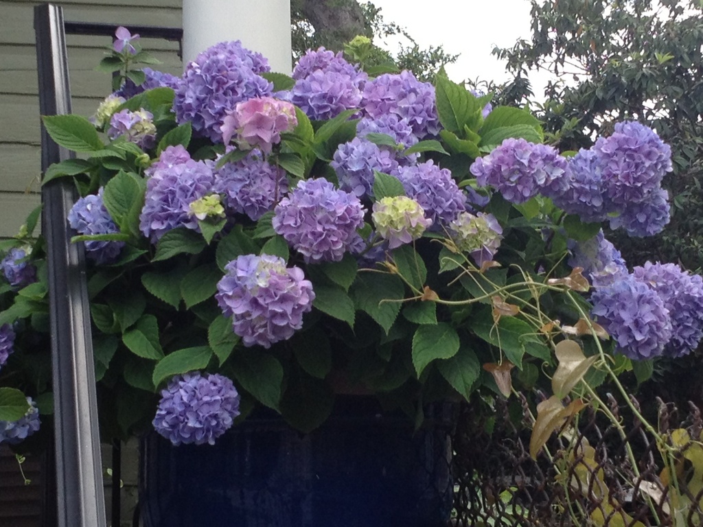 Hydrangeas -- some of our most beautiful summer flowers here in Charleston. by congaree