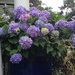 Hydrangeas -- some of our most beautiful summer flowers here in Charleston. by congaree