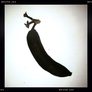 7th Jun 2013 - Banana in retrospect