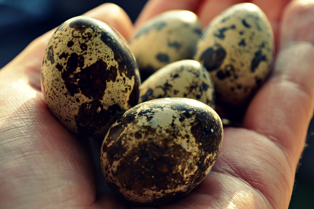 Quail Eggs by andycoleborn