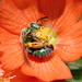 Green Metallic Bee by aecasey