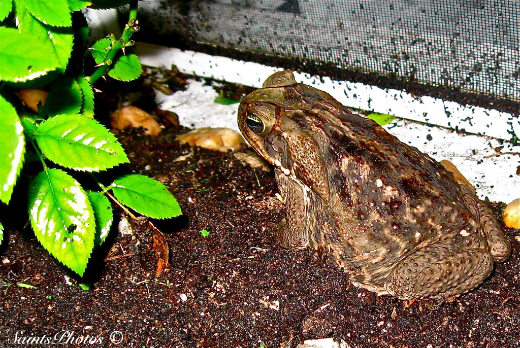 Mega Toad by stcyr1up