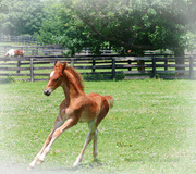 7th Jun 2013 - Learning to Prance