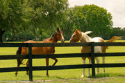 7th Jun 2013 - Ocala horsefarms