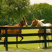 Ocala horsefarms by danette