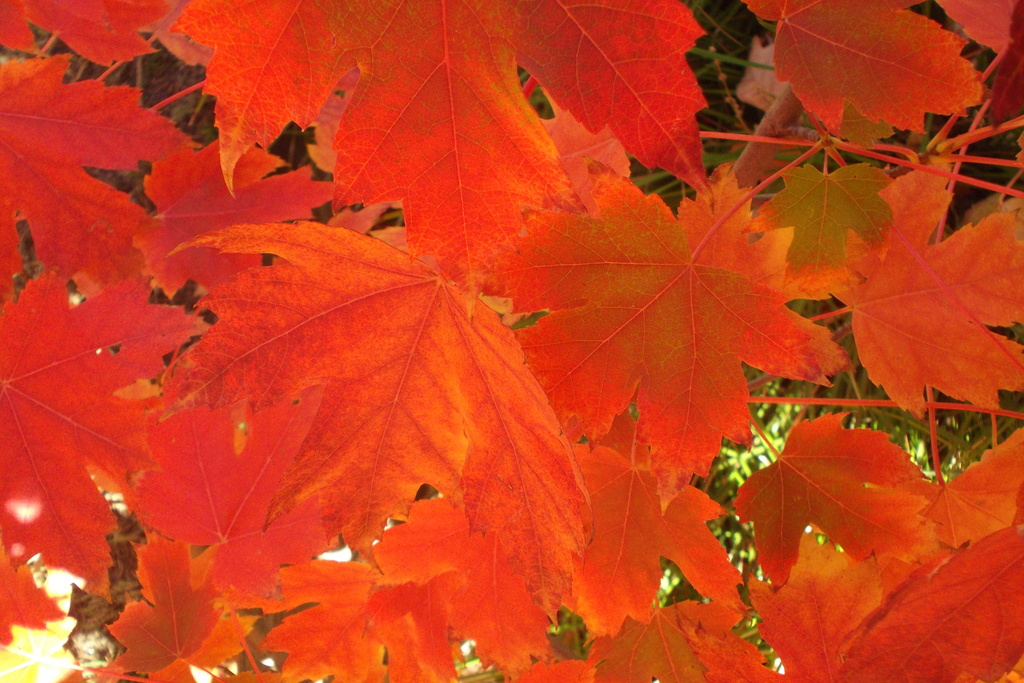 Autumn colours by marguerita