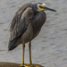 White faced heron by corymbia