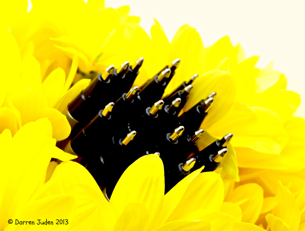 Sunflower. by darrenboyj