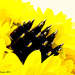 Sunflower. by darrenboyj