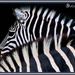 Look! Two Zebra but only one Photo - cropped by annied