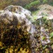 Weeping Rock by jgpittenger