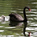 Black Swan and Cygnet by padlock