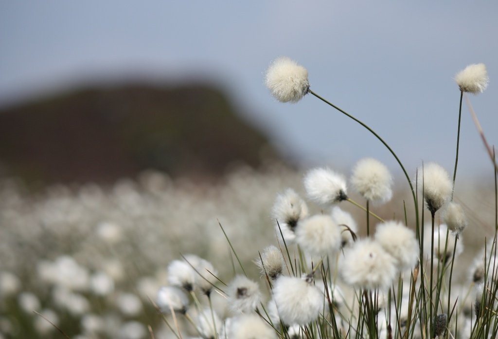 cotton grass again!  by roachling
