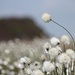 cotton grass again!  by roachling
