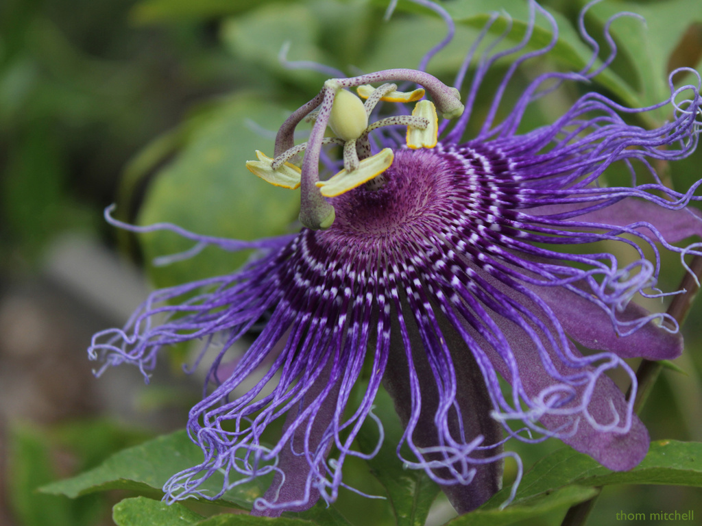 Passion flower II by rhoing