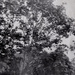 trees paper by ingrid2101