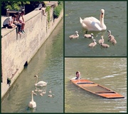 8th Jun 2013 - Lesson for cygnets