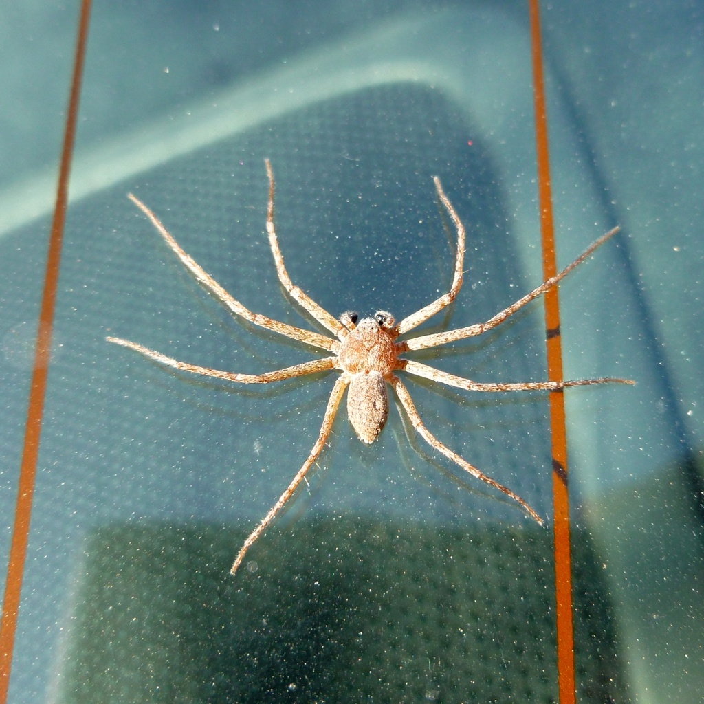 Quite big spider on our car :D by gabis