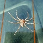 7th Jun 2013 - Quite big spider on our car :D
