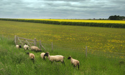 8th Jun 2013 - Sheep on the Devil's Dyke, Cambs