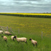 Sheep on the Devil's Dyke, Cambs by g3xbm