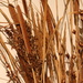 2013 06 08 Dried Grasses by kwiksilver