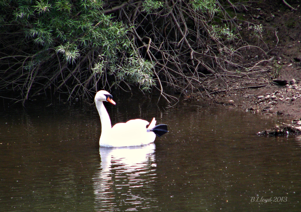 Swan on the Severn by beryl